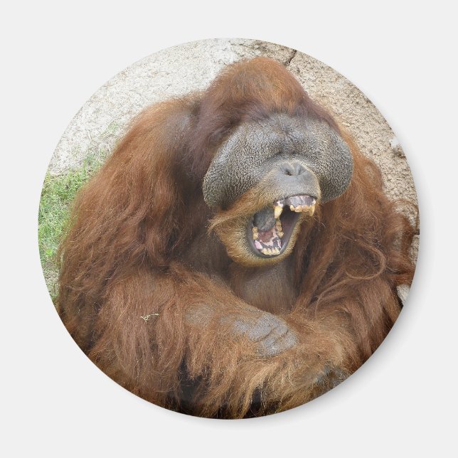Laughing Orangutan Magnet (Vorne)