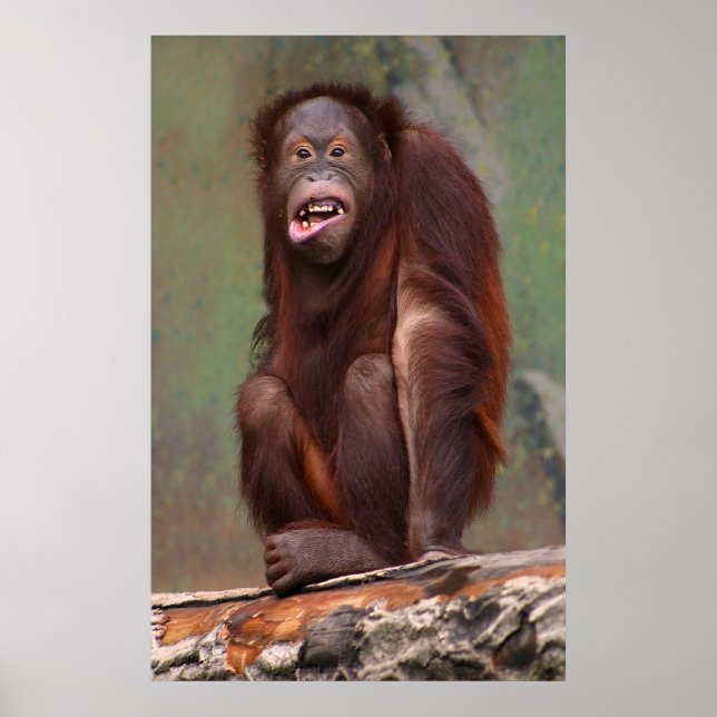 Laughing Orangutan Poster (Vorne)