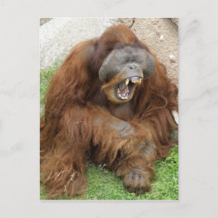 Laughing Orangutan Postkarte