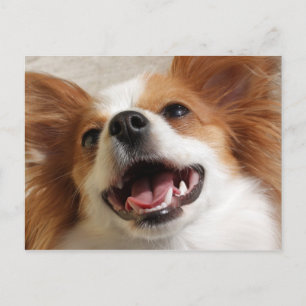 Laughing Papillon Dog Postkarten