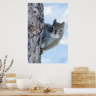 Launisches Grauhörnchen Poster