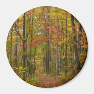 Laurel Hill Trail im Herbst Magnet