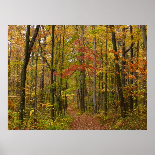 Laurel Hill Trail im Herbst Poster (Vorne)