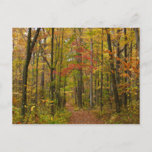 Laurel Hill Trail im Herbst Postkarte