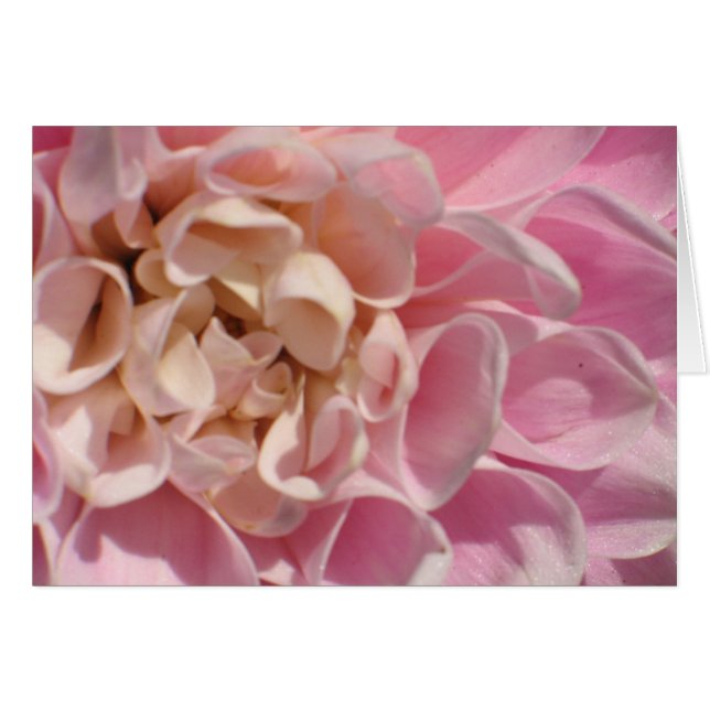 Laurie's Dahlia (Vorderseite (Horizontal))