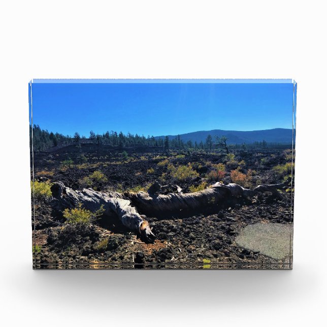 Lava Cast Forest, OR Fotoblock (Vorderseite)