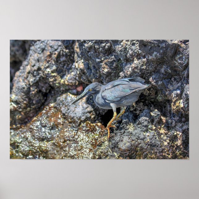 Lava Heron, Galapagos-Inseln Poster (Vorne)