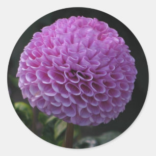 Lavander Dahlie Runder Aufkleber