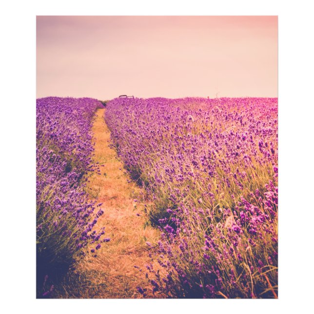 Lavander Fotodruck (Vorne)