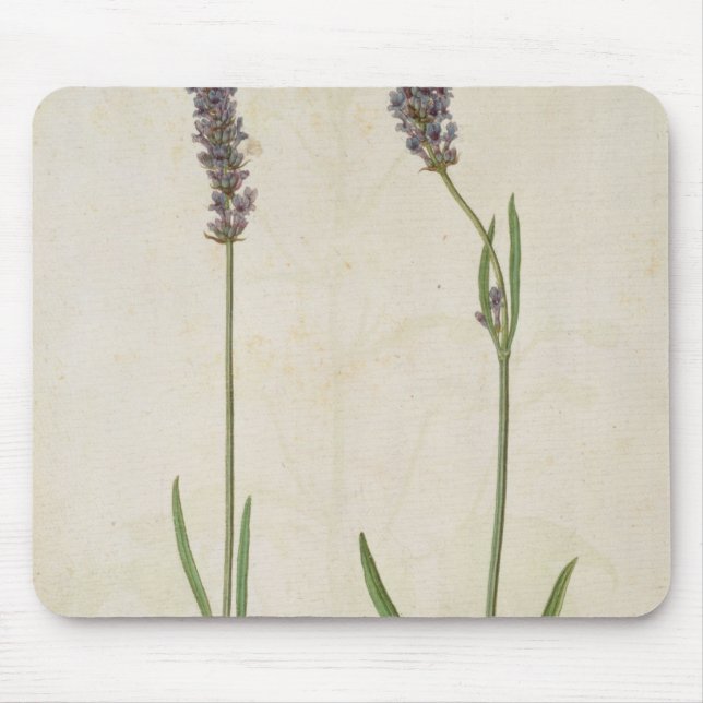 Lavandula officinalis (alter englischer Lavendel), Mousepad (Vorne)