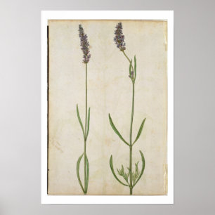 Lavandula officinalis (alter englischer Lavendel), Poster