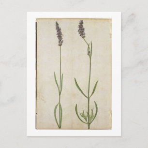Lavandula officinalis (Old English Lavender), c.15 Postkarte