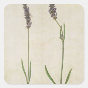 Lavandula officinalis (Old English Lavender), c.15 Quadratischer Aufkleber