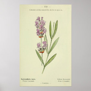 LAVANDULA VERA, Lavendel Pflanze Print Poster