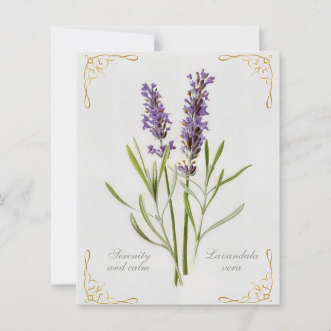 Lavandula Vera Serenity and Calm (Vorderseite)