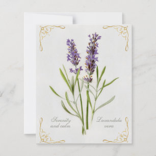 Lavandula Vera Serenity and Calm