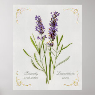 Lavandula Vera Serenity and Calm Poster
