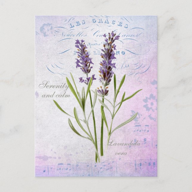 Lavandula Vera Serenity and Calm Postkarte (Vorderseite)