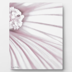 Lavatera Blume Macro Fotoplatte