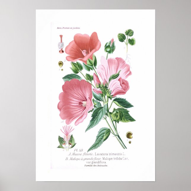 Lavatera trimestris und Malope trifida Poster (Vorne)