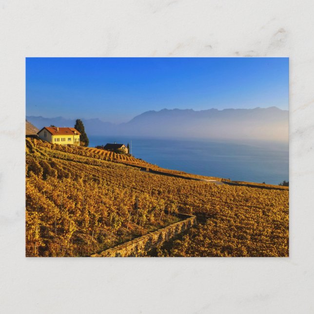 Lavaux Region, Waadt, die Schweiz Postkarte (Vorderseite)
