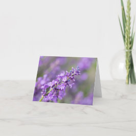 Lavendel