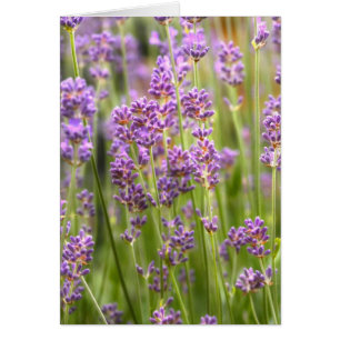 Lavendel