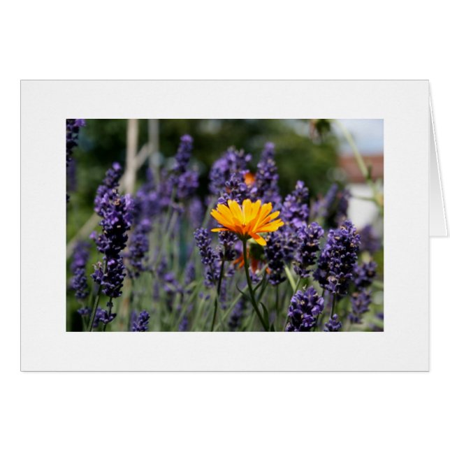 Lavendel (Vorderseite (Horizontal))