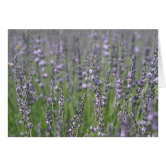 Lavendel