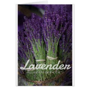 Lavendel