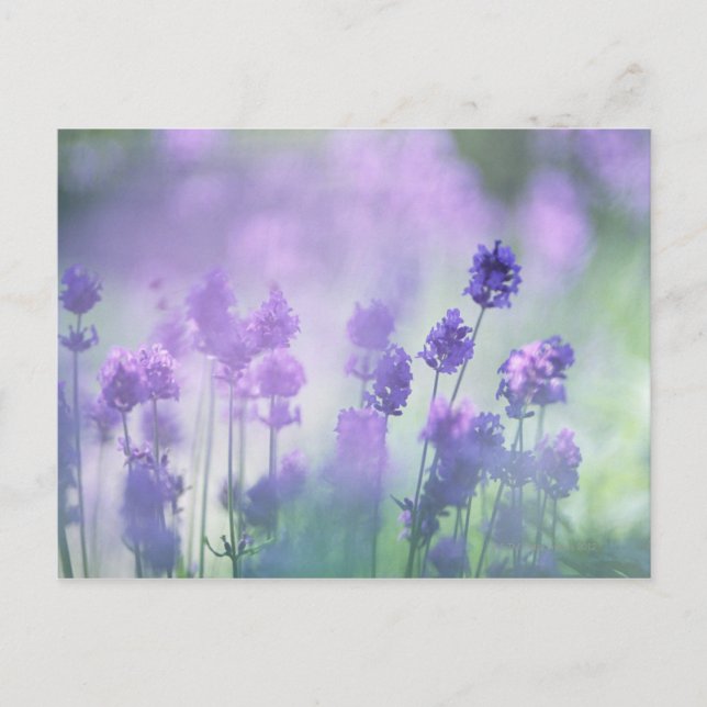 Lavendel 2 postkarte (Vorderseite)