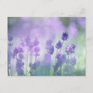 Lavendel 2 postkarte