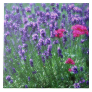 Lavendel 3 fliese