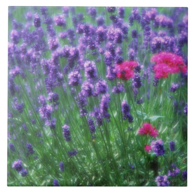 Lavendel 3 fliese (Vorderseite)