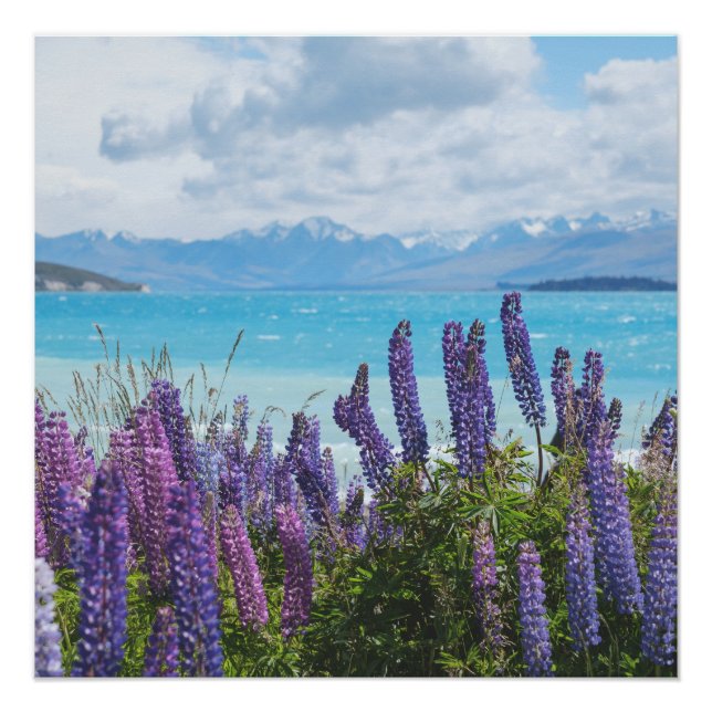 Lavendel am Seeufer Poster (Vorderseite)