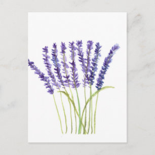 Lavendel Aquarellmalerei, violette Blumen Postkarte