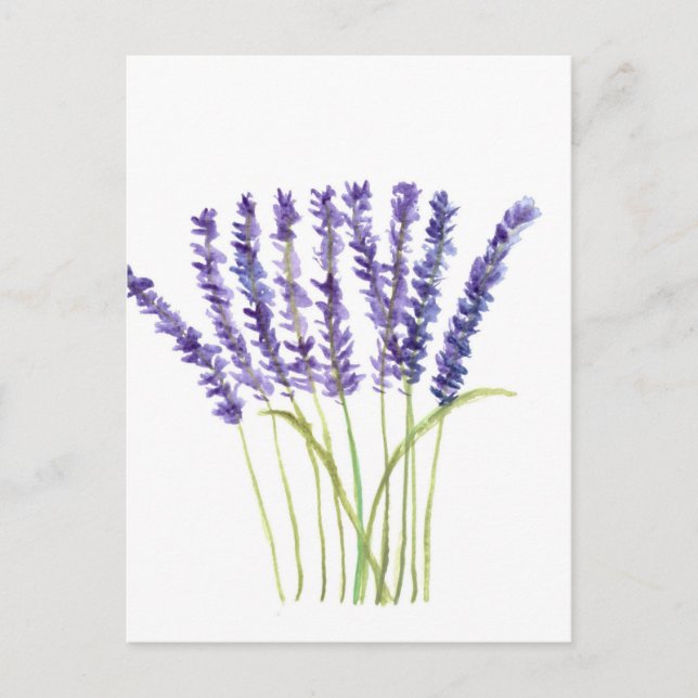 Lavendel Aquarellmalerei, violette Blumen Postkarte (Vorderseite)