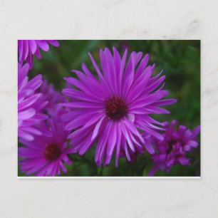 Lavendel Aster Postkarte