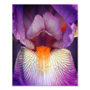 Lavendel Bearded Iris Blume Petal Nah 8x10 Fotodruck