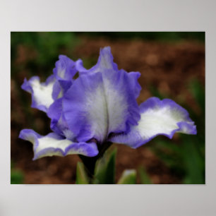 Lavendel Bearded Iris Blume Poster