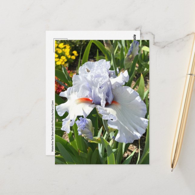 Lavendel Bearded Iris Postcard Postkarte (Vorderseite/Rückseite Beispiel)