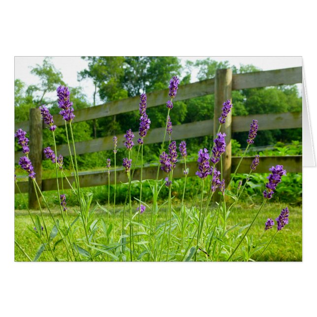 Lavendel Blooming (Vorderseite (Horizontal))