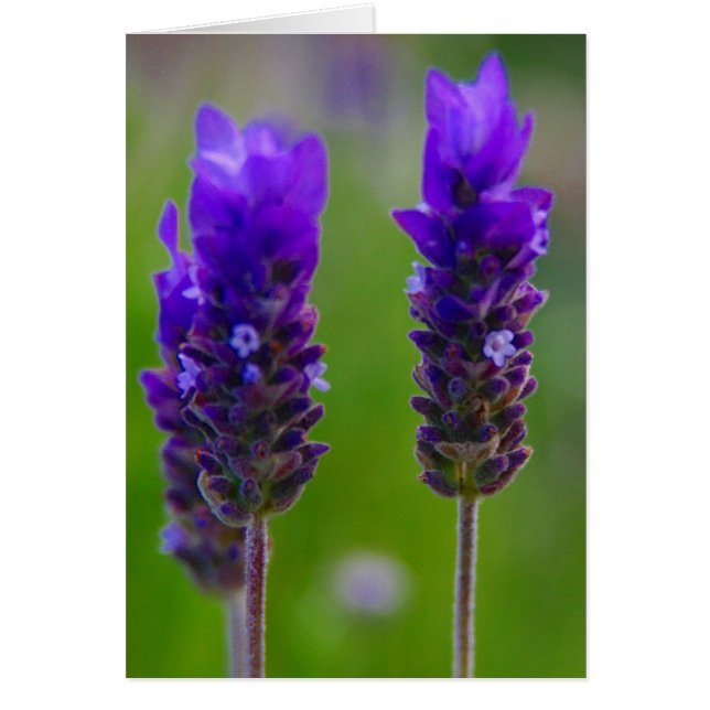 Lavendel-Blume (Vorne)
