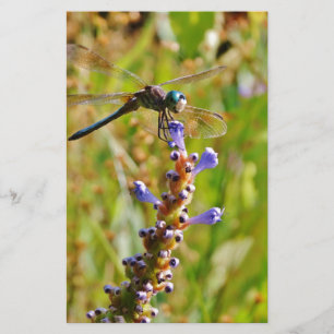 Lavendel-Blume