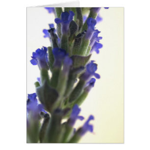 Lavendel-Blume