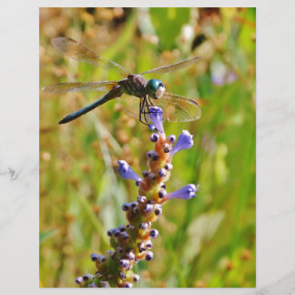 Lavendel-Blume