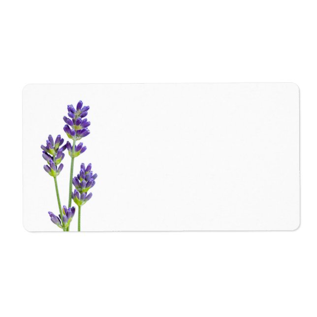 Lavendel-Blume Abgeschieden im weißen Hintergrund (Vorne)