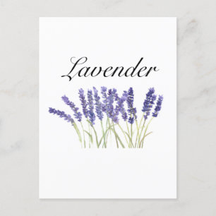 Lavendel Blume Aquarellkräuter lila schick Postkarte