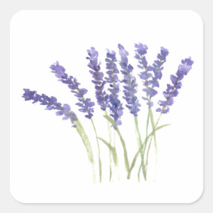 Lavendel Blume Aquarellpflanze Quadratischer Aufkleber
