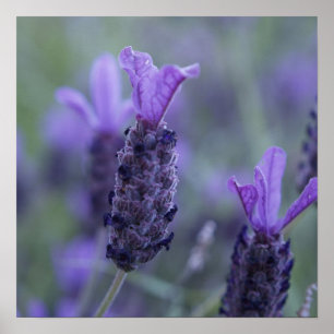 Lavendel Blume Foto Plakatdruck Poster
